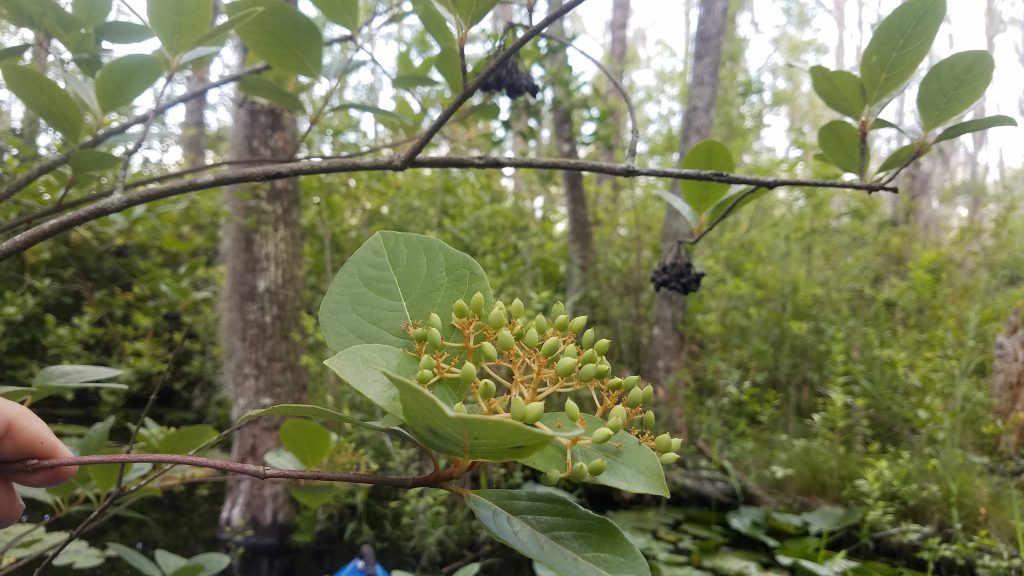 Elderberries Canopy Roads of South