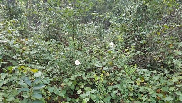 Among the grapevines, smilax, sweetgum, etc.