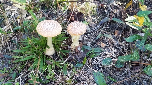 More mushrooms, Amanita muscaria