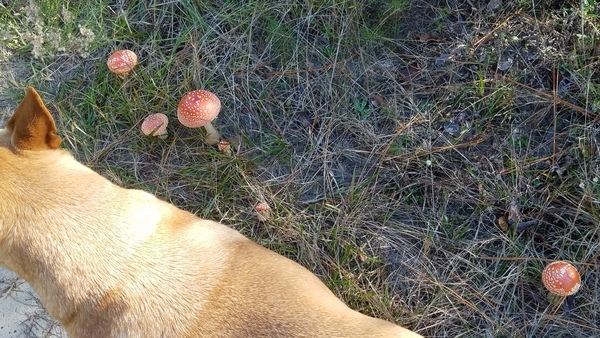 Yellow Dog, Amanita muscaria