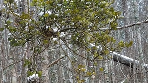 Mistletoe, East Shore