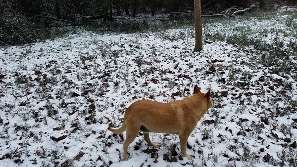 Yellow Dog, Sycamore