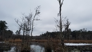 Tree limbs, Floating bottom