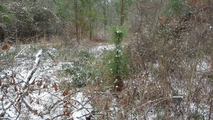 Longleaf sapling, Plants