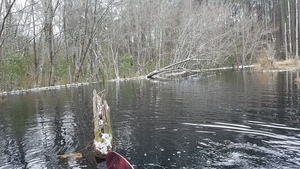 Paddle and shore, Catface