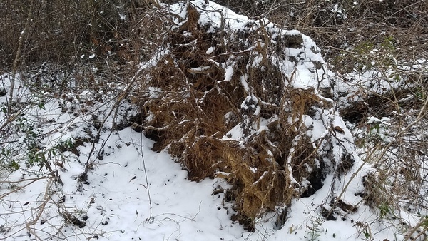 Oak tree roots, Fallen tree