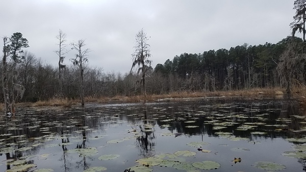 Old dam, Beaver houses