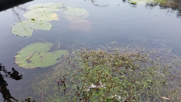 Lily pads, Center