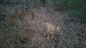 Yellow Dog, Dogs