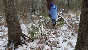 Palmetto snow, Sycamore