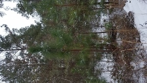 Longleaf, Plants