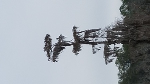 Cypress portrait, Northwards