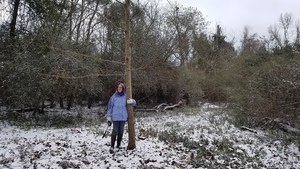 A girl and her tree, Sycamore