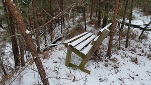 Bench, Plants