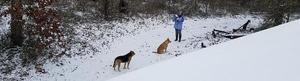 Gretchen and dogs in the snow, Dogs