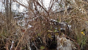 Beaver house, jessamine, Yellow jessamine