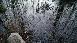 End of beaver log, Pond