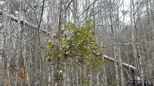 Ice mistletoe, East Shore