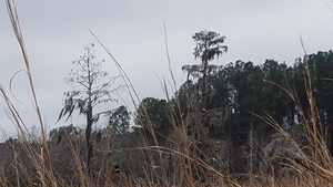 Heron tree, Floating bottom