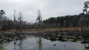 Movie: Wind and ice (16M), Beaver houses