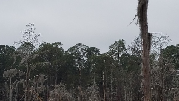 Spanish moss, Center