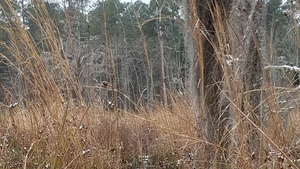 Grass, Floating bottom