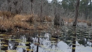 Various plants, Floating bottom