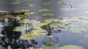 Ice encroaching on lily pads, East shore