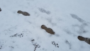 Footprints, Dogs