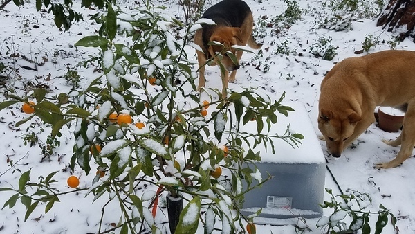 Kumquat, Plants