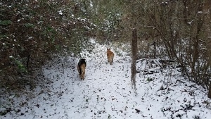 Dogs on pond path, Fallen tree