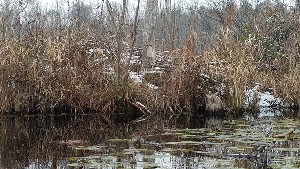 Reflecting, Big beaver house