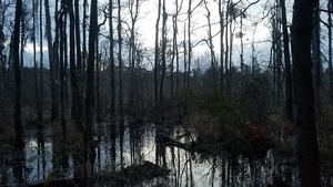 Pond swamp, Pond