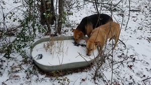 Eating the snow, Dogs