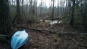 Beaver log over water, Pond