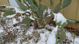 Cactus, Plants