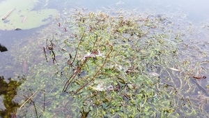 Lily and bladderwort, Center