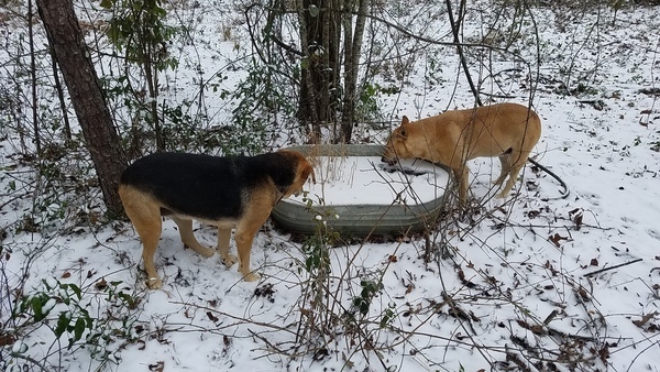 Trying to drink, Dogs