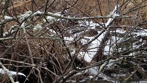 Closeup, Beaver houses