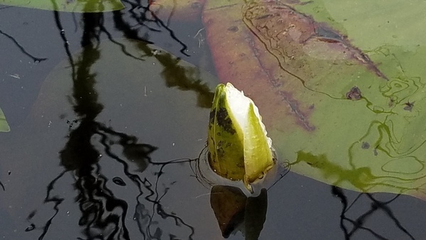 Lily with ice, Between dams