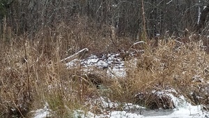 Closer, Beaver houses