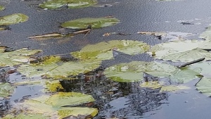 Ice pad closeup, East shore