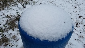 Snow on blue, Plants