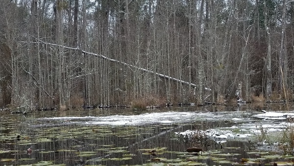 Slant tree, East Shore