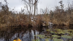 With banana boat for scale, Big beaver house