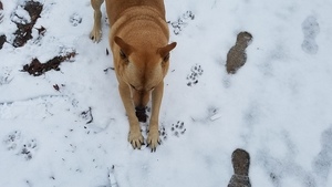 Downward dog, Dogs