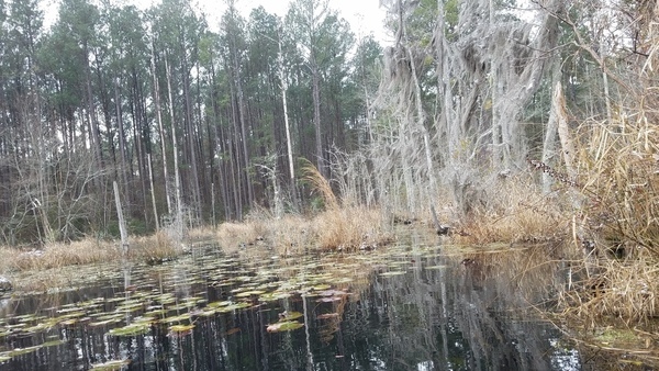 Lily pads, East shore