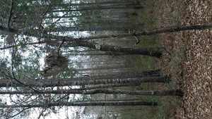 Dead longleaf, Yellow Dog sniffing