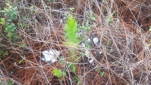 Under dog fennel, Pine straw