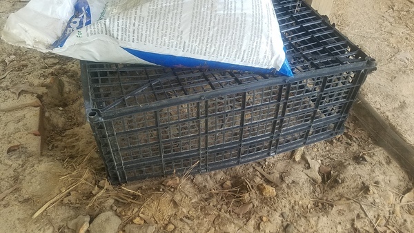 Crated eggs, Tortoise eggs